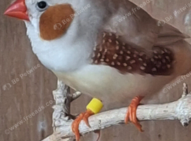 Zebra Finches