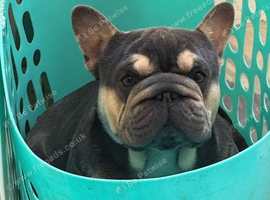 French bulldog 2 year old girl