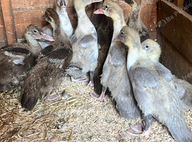 Lavender Pied and Solid Chocolate Muscovy females