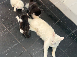 White female kitten- black & white male and female