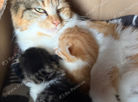 Norwegian x long haired kittens