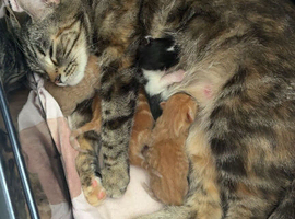 Adorable Kittens Ready for Loving Homes
