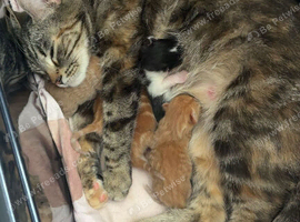 Ginger Kittens For Sale