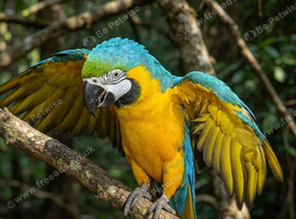 Blue and gold