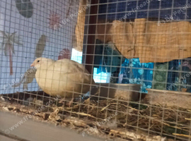 Quails - Jumbo English Whites Females (3 available) &pound;25 laying large eggs daily they are pure white colour