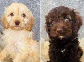 Beautiful F1 Cavapoo Puppies