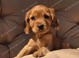 Beautiful cavalier puppies