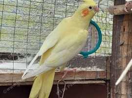 Ready now beautiful baby hen