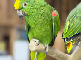 Yellow crowned Amazon
