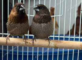 Birds for sale
