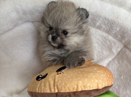 Exceptional tiny kc Pomeranian puppies. Male & female stunning!