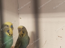 Budgies - Breeding Pair