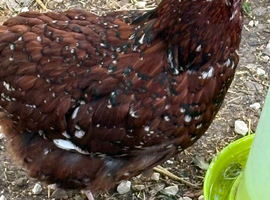 2 beautiful jubilee orpington hens just come in to lay