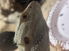 bearded dragon for sale