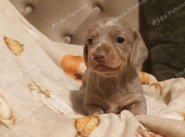 2 miniature dachshund pups