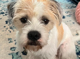 Shih Tzu x Jug
