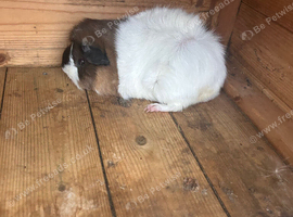 Male guinea pig
