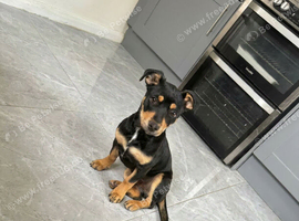 7month old female Staffy cross jack Russell