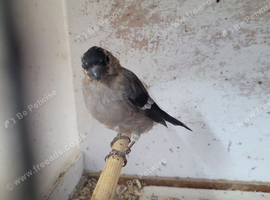 Native bullfinches