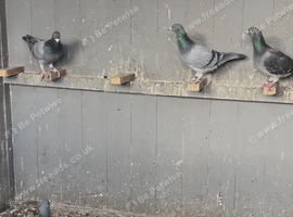 I have. Same Racers pigeons for sale
