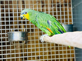 Baby Amazon talking parrot