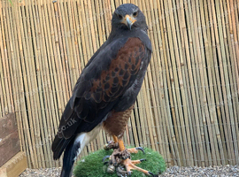 Female Harris hawk