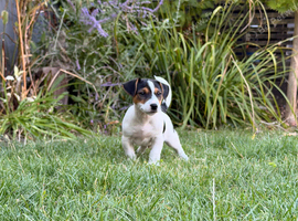 Last Boy Jack Russell Terrier Puppies