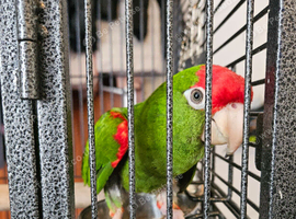 Cherry head Conure/parakeet
