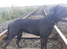 Cane corso