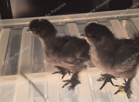 Silkie chicks