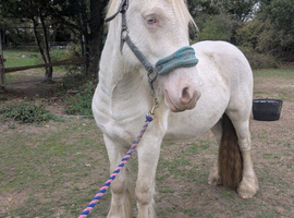 Cremello hermits bred colt