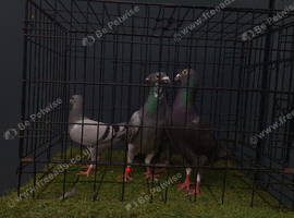 4 Racing pigeons