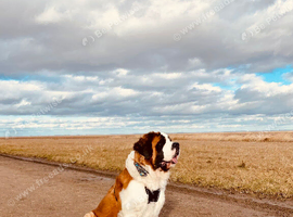 KC Reg. Saint Bernard Puppies