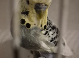 Adult Budgies