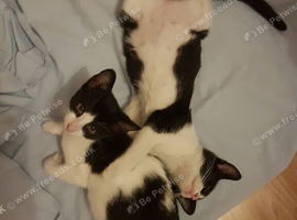 Sweet 4-month-old brother and sister looking for a loving home together ️ (&pound;80 for both)