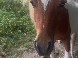 Amazing shetland yearling