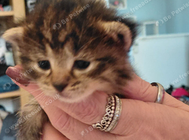 Maine coon x tabby