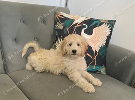 Gorgeous champagne boy Cockapoo puppy