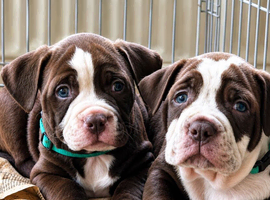 Pocket bully x Staffordshire bull terrier