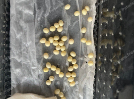 50 jade giant African land snail eggs