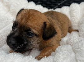 Border Terrier x Jack Russell Puppy&rsquo;s