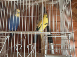 Budgies For Sale