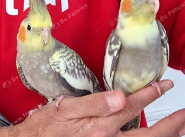 Super silly hand tamed baby cockatiel
