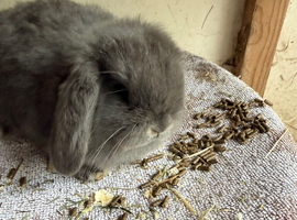 Holland lops