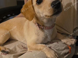 Pup