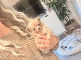 Tiny Pomeranian cross chihuahua puppy
