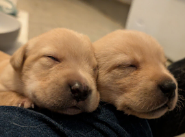7 gorgeous lab pups ready in July