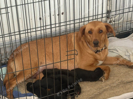 Beautiful puppies looking for love
