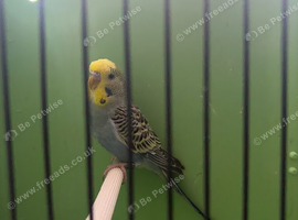 Budgie