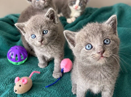Beautiful Ragdoll X Kittens